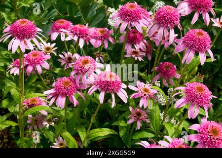 Echinaceas Pink flowers Coneflowers garden Echinacea 'Pink Double Delight' Stock Photo