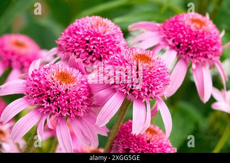 Echinacea 'Pink Double Delight' coneflowers flowers, with dark-pink pompom centers Stock Photo