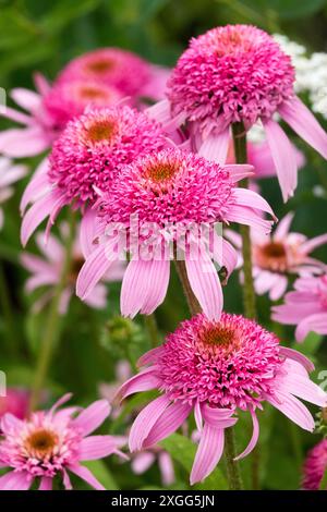 Pink cone flowers Echinacea 'Pink Double Delight' Stock Photo