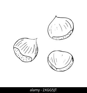 Ripe nuts of horse chestnut. Conifers seed of the horse chestnut tree. Hand-drawn isolated illustration Stock Vector