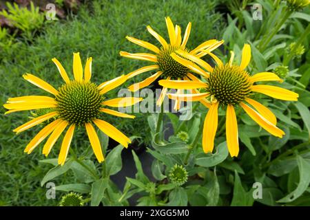 Echinacea purpurea 'Skipper Yellow' flowering heads in garden Stock Photo