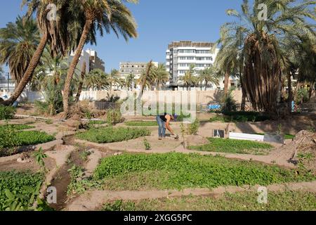 Aqaba Jordan a man works on his iirigated vegetable garden allotment in August 2023 Stock Photo