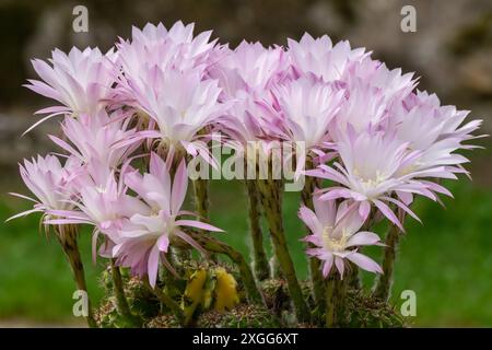 A bunch of pink flowers with green leaves. The flowers are in a vase and are arranged in a way that they are all facing the same direction. Echinopsis Stock Photo