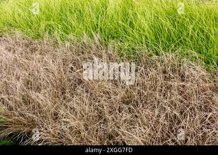 Carex comans 'Bronco' New Zealand Hair Sedge Carex comans 'Phoenix Green' Ornamental Grass Border Edge Stock Photo