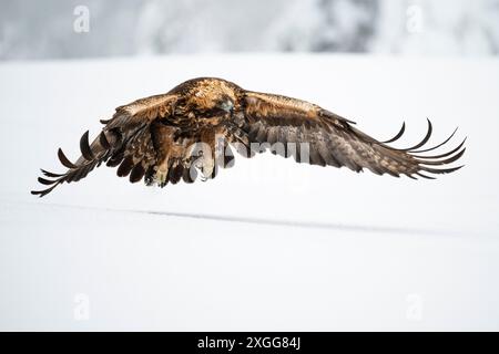 Golden eagle in flight over snow covered field, Finland, Europe Stock Photo