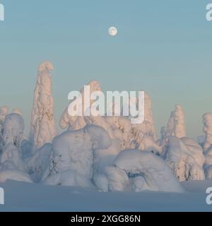 Full moon rising over snow covered winter landscape at twilight, tykky, Kuntivaara Fell, Finland, Europe Stock Photo
