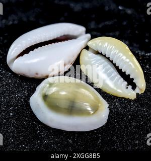 Close-up of Cypraea annulus sea shell on a black sand background Stock Photo