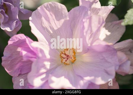 Close-up of a light purple hibiscus flower in full bloom with soft petals and a yellow center, United Kingdom, Europe Stock Photo