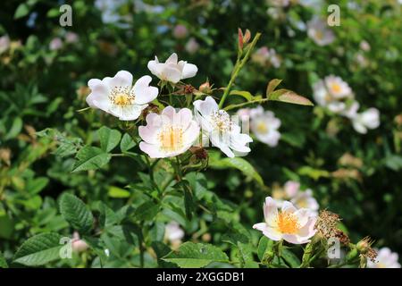 Pale pink dog rose flowers, rosa canina Stock Photo