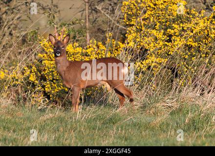 ROE DEER (Capreolus capreolus) stood in front of flowering gorse, UK. Stock Photo
