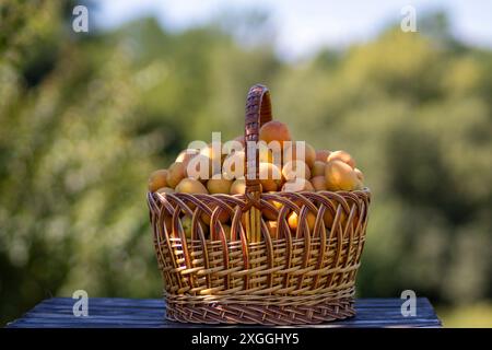 Big apricots in a basket. Stock Photo