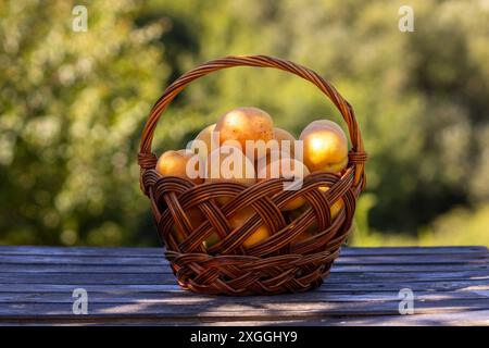 Big apricots in a basket. Stock Photo