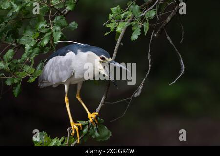 Nachtreiher Nycticorax nycticorax Geduldig harrt ein Nachtreiher auf einem über das Wasser ragenden Ast und lauert auf Beutetiere., Ambra Toscana Italien *** Night heron Nycticorax nycticorax A night heron patiently waits on a branch overhanging the water and lies in wait for prey , Ambra Toscana Italy Stock Photo