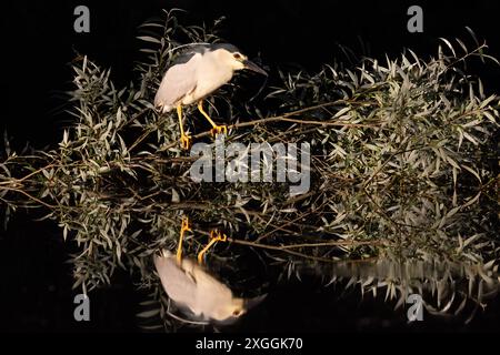 Nachtreiher Nycticorax nycticorax Geduldig harrt ein Nachtreiher auf einem über das Wasser ragenden Ast und lauert auf Beutetiere., Ambra Toscana Italien *** Night heron Nycticorax nycticorax A night heron patiently waits on a branch overhanging the water and lies in wait for prey , Ambra Toscana Italy Stock Photo