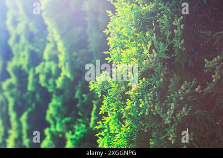 Evergreen bush is full and lush. Coniferous branches background Stock Photo