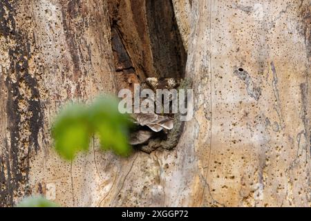 Tawny Owl sat on a nest in a dead tree, County Durham, England, UK. Stock Photo