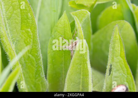 Nursery Web Spider in climbing through leaves, County Durham, England, UK. Stock Photo