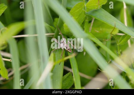 Nursery Web Spider in climbing through grass, County Durham, England, UK. Stock Photo