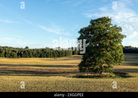 A solitary tree stands in a field of harvested wheat under a clear blue sky. Stock Photo