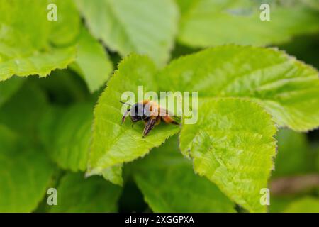 Buffish Mining Bee sat on Bramble Leaves, County Durham, England, UK. Stock Photo