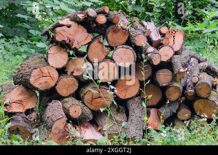 Firewood warehouse in the countryside. Woodpile fresh cut pine logs. Storage of firewood. Village style. Natural wooden background. Stock Photo