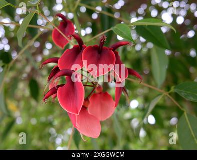 Cockspur coral tree growing southern France Erythrina crista-galli Stock Photo