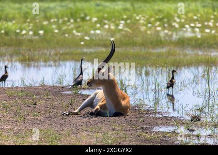 Portrait of a beautiful impala on the banks of the Chobe River. National reserve in Africa, Botswana. Tourism and vacations concept. Stock Photo