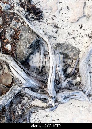 Close up dry roots on sand beach. Mexico, Playa del Carmen. Stock Photo