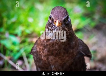 A female blackbird with a quizical eye outstares the camera. Stock Photo