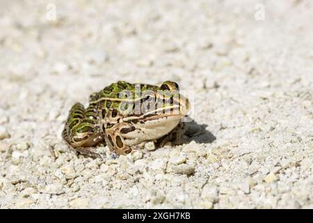 A northern leopard frog sits still on a limestone path. Its big bulging eyes stand out against its iridescent smooth green skin and brown spots. Stock Photo