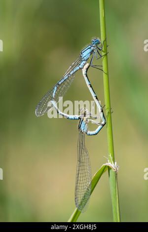 Common blue damselflies mating Stock Photo - Alamy