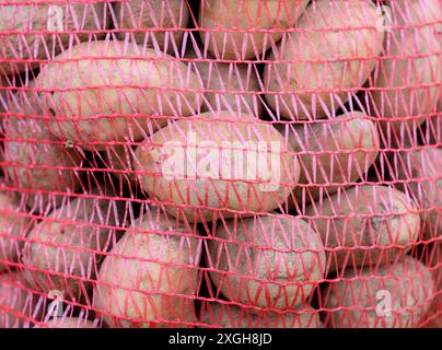 potatoes in net packing at the market. Mesh red bags full of raw potatoes. New harvest. Trade, business Stock Photo