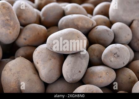 Fresh organic potato stand out among many large background potatoes in the market. Heap of potatoes root. Close-up potatos texture. Stock Photo