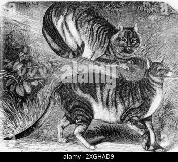 zoology / animals, cat, African wild cat (Felis silvestris lybica), couple, wood engraving, ADDITIONAL-RIGHTS-CLEARANCE-INFO-NOT-AVAILABLE Stock Photo