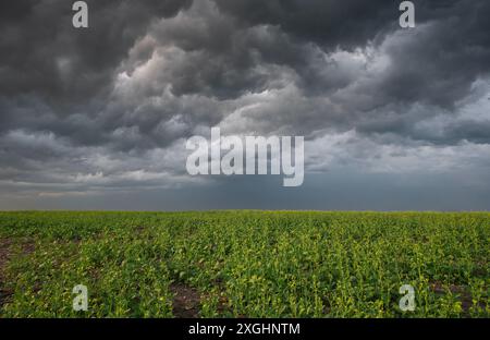 Storm clouds over a canola field in southern Saskatchewan, Canada Stock Photo