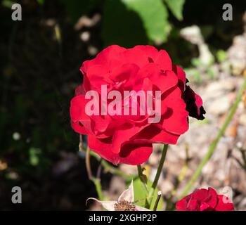 Rosa Lily Marlene Stock Photo - Alamy