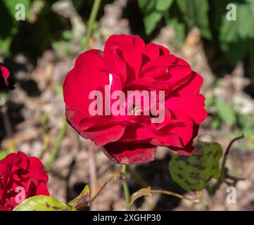 Rosa Lily Marlene Stock Photo - Alamy