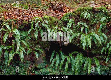 Hart's Tongue Fern (Phyllitis scolopendrium) growing on old stone wall in damp deciduous woodland, Berwickshire, Scotland, February 1997 Stock Photo
