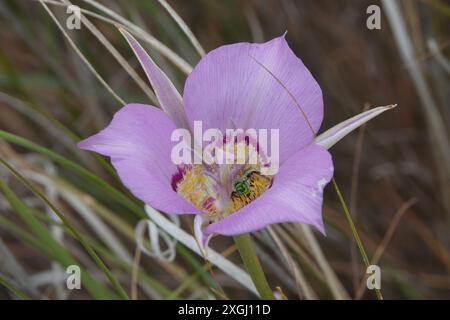 Green Sweat Bee Pollinating Pink Sagebrush Mariposa Lily Stock Photo