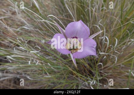 Pink Sagebrush Mariposa Lily being Pollinated by Green Sweat Bee Stock Photo