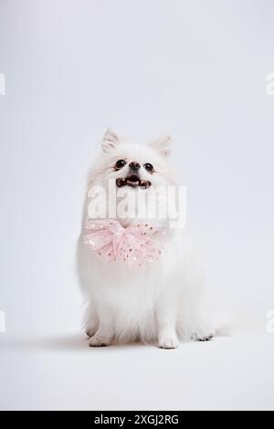 Vertical full shot of happy cream pomeranian dog wearing cute pink collar bow with glittering stars sitting isolated on white background in studio, copy space Stock Photo