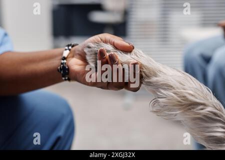 Cropped close up of silver schnauzer putting paw in hand of female African American veterinarian in vets office on blurred background, copy space Stock Photo