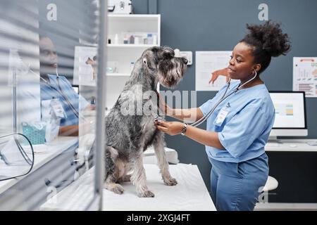 Side view shot of young female veterinarian of African American ethnicity Stock Photo