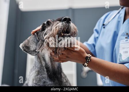 Low-angle shot of schnauzer dogs jaws being examined by female veterinarian of African American ethnicity in vet clinic Stock Photo