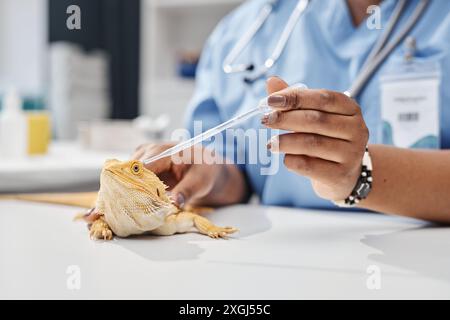 Shot of female veterinarian of Black ethnicity putting eye drops in lizards eye. Bearded dragon suffering from eye infection getting medical treatment in vet clinic, copy space Stock Photo