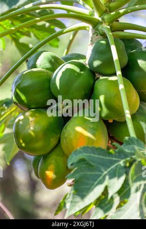 Unripe papaya fruit ,fresh cultivated in the field Stock Photo