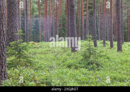 small and young firs in the forest among big trees Stock Photo