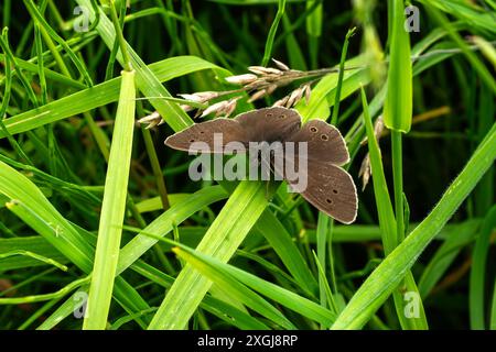 Ringlet butterfly (Aphantopus hyperantus) a common British summer brown flying insect found where grasses are lush and tall, stock photo wildlife imag Stock Photo