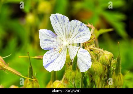 Geranium pratense 'Striatum' a summer flowering plant with a white summertime flower and violet blue stripes commonly known as meadow cranesbill, stoc Stock Photo