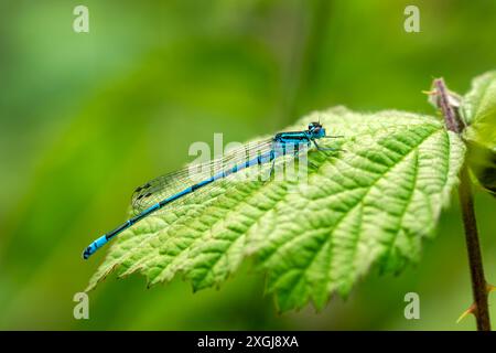 Azure damselfly (Coenagrion puella) male a common flying blue female insect species similar to a dragonfly resting on a leaf, stock photo nature image Stock Photo